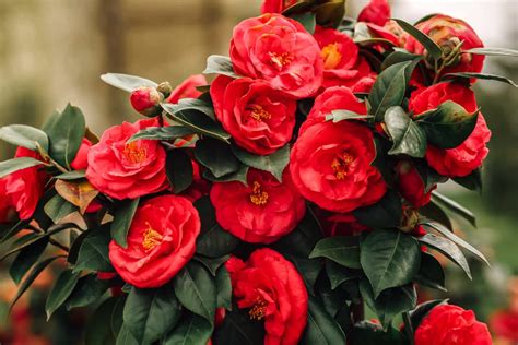 Captivating Camellias: How the Harvest Spell Contributes to Pink Bewilderment